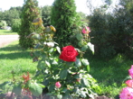Прекрасные розы посажены в саду
